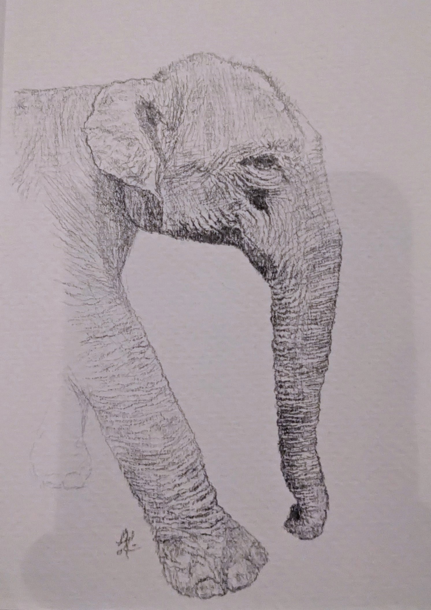 elephant